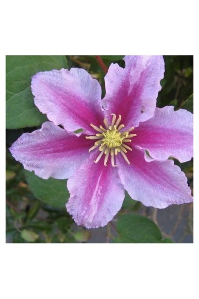 Опис Клематис Піілу